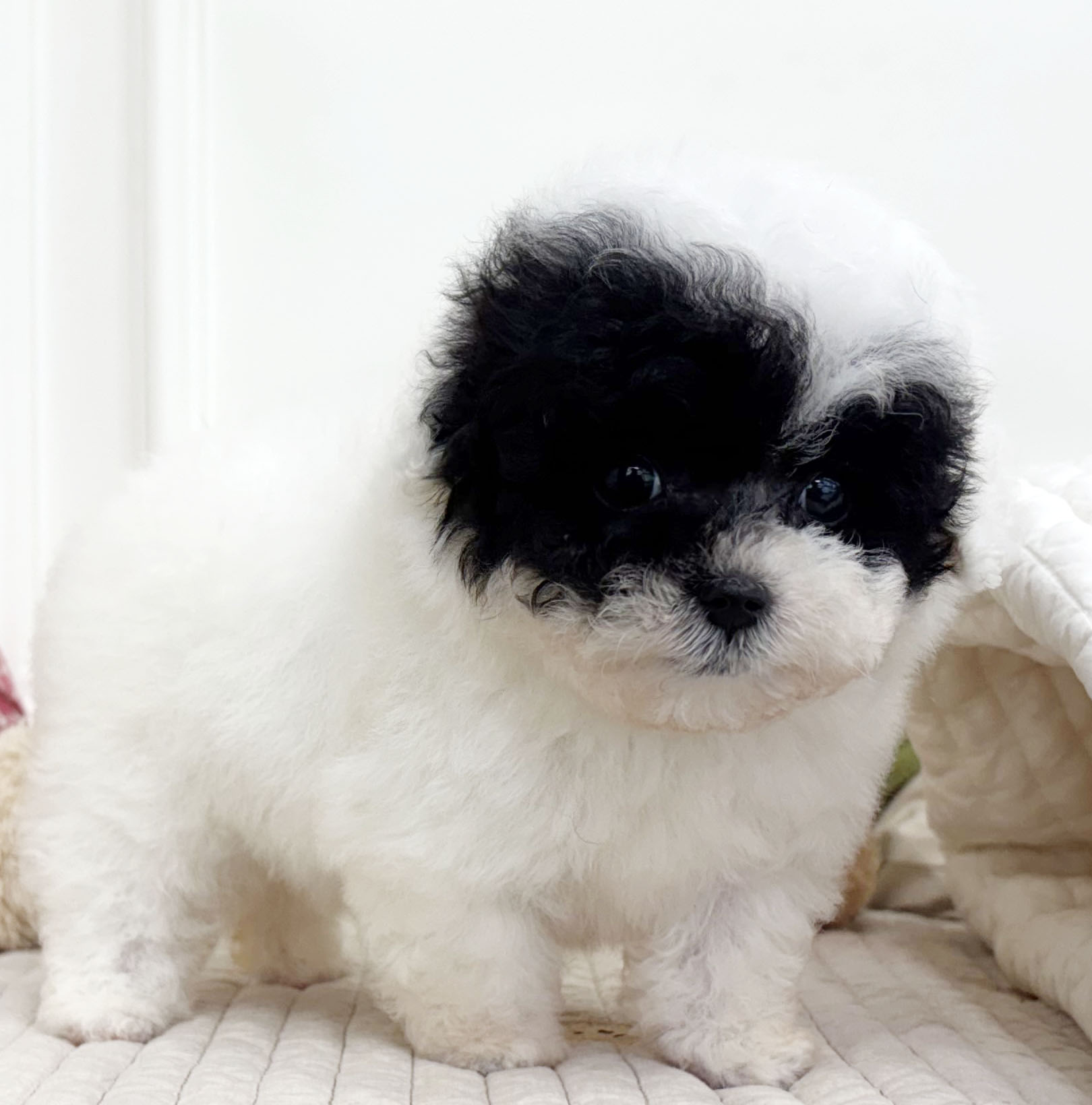 07f002e77d3839843a6a24b3fb91263f_1759481955_8456.jpeg 07f002e77d3839843a6a24b3fb91263f_1759481955_8456.jpeg