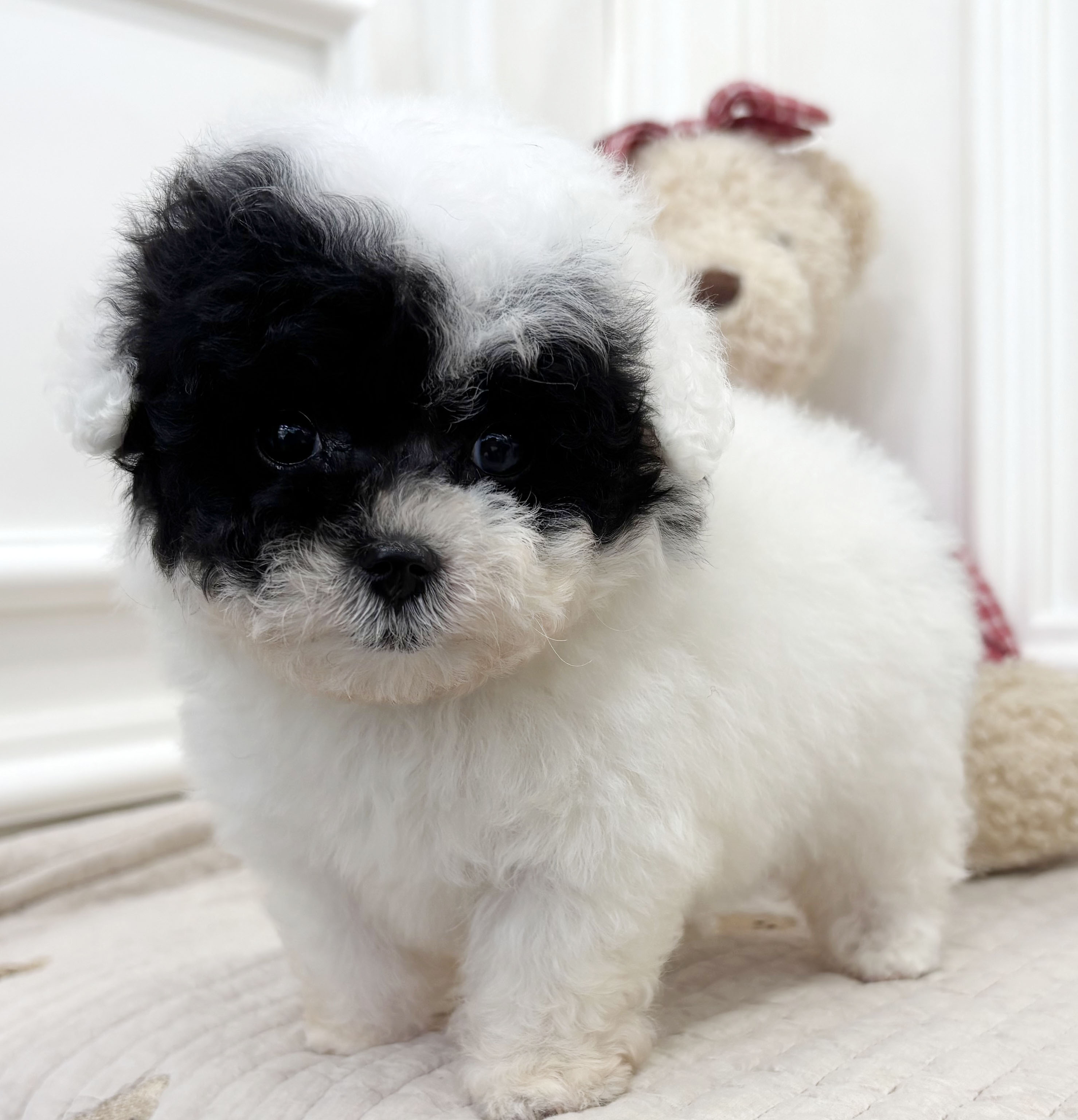 07f002e77d3839843a6a24b3fb91263f_1759481956_533.jpeg 07f002e77d3839843a6a24b3fb91263f_1759481956_533.jpeg