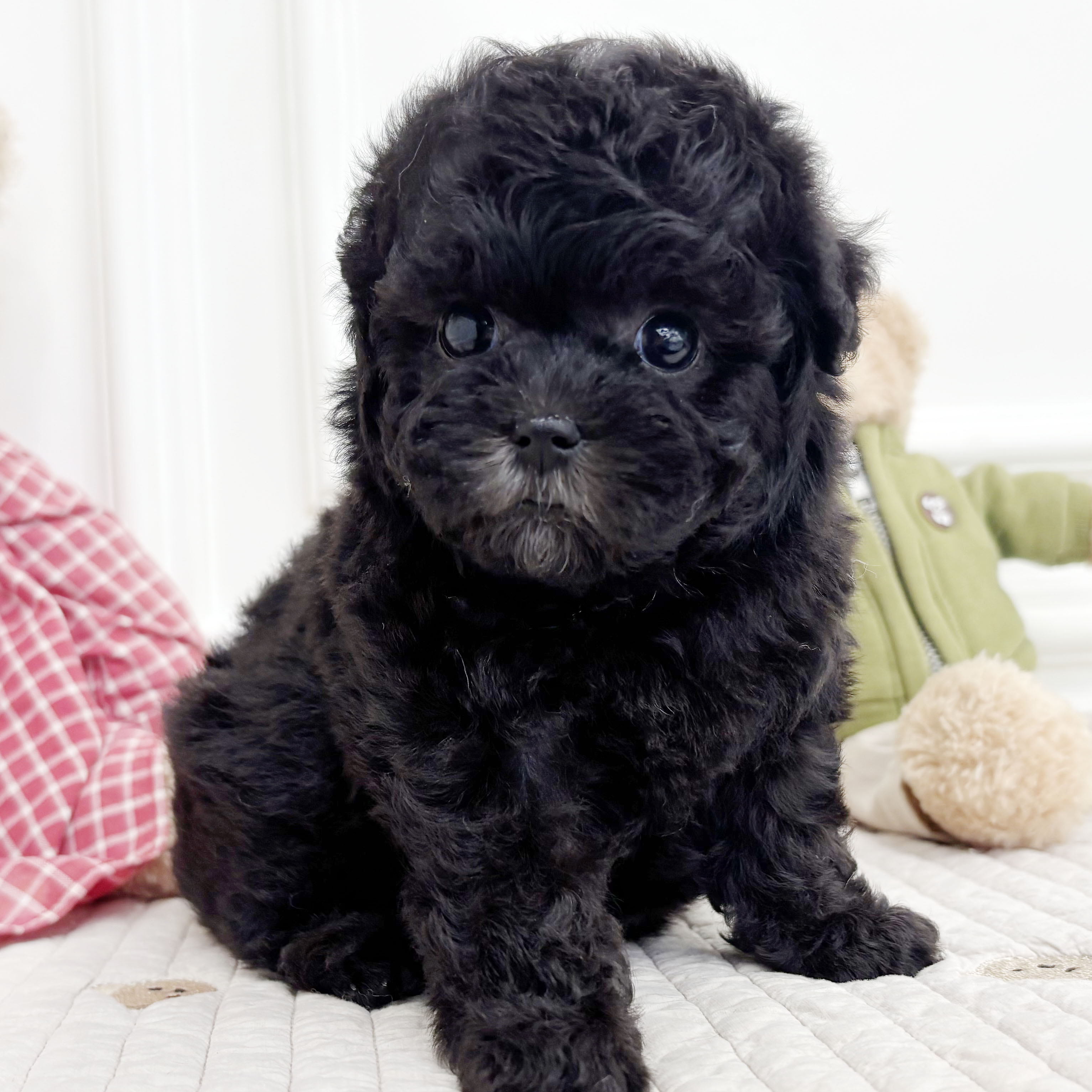 07f002e77d3839843a6a24b3fb91263f_1759482137_6636.jpeg 07f002e77d3839843a6a24b3fb91263f_1759482137_6636.jpeg