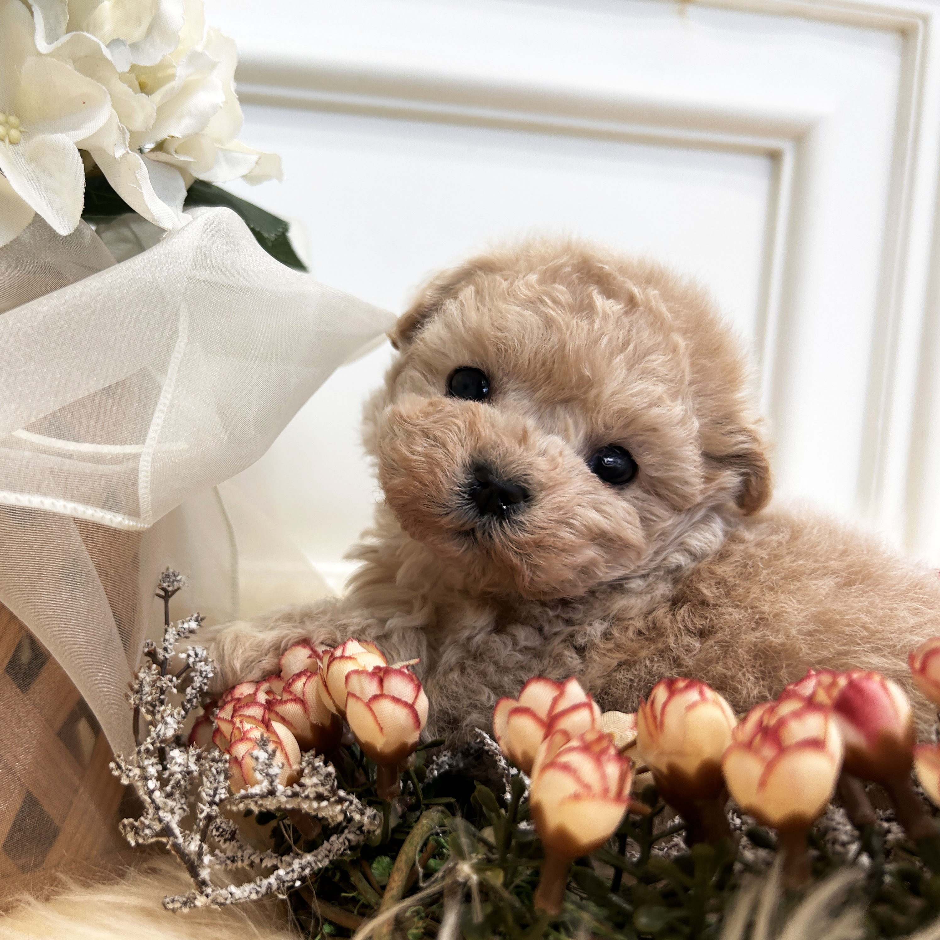 49a3e746f4fbbec1409356c0ab37b185_1766309395_1805.jpeg 49a3e746f4fbbec1409356c0ab37b185_1766309395_1805.jpeg