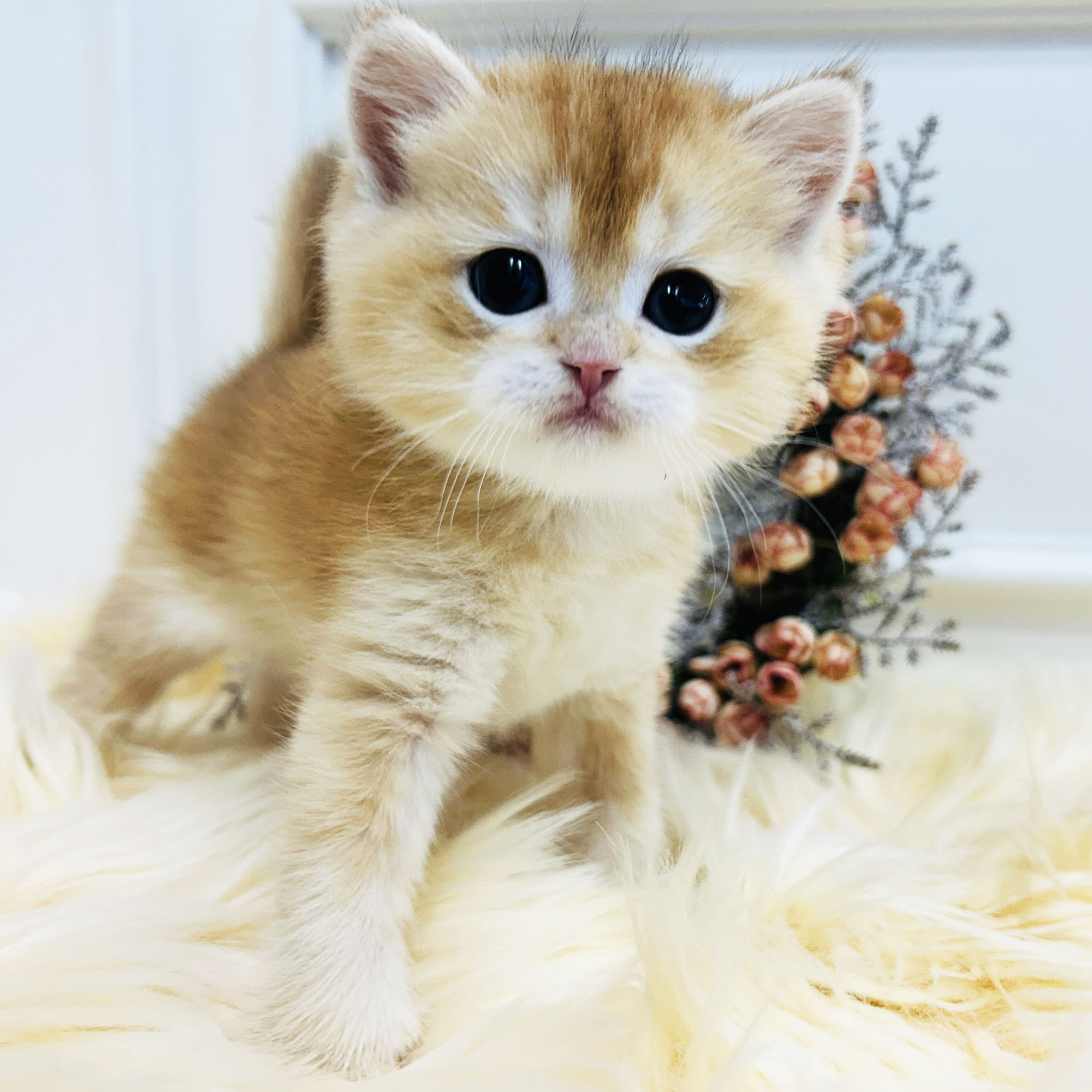 95383d9c6e3ff003ba627631546fcadb_1766026772_7821.jpeg 95383d9c6e3ff003ba627631546fcadb_1766026772_7821.jpeg