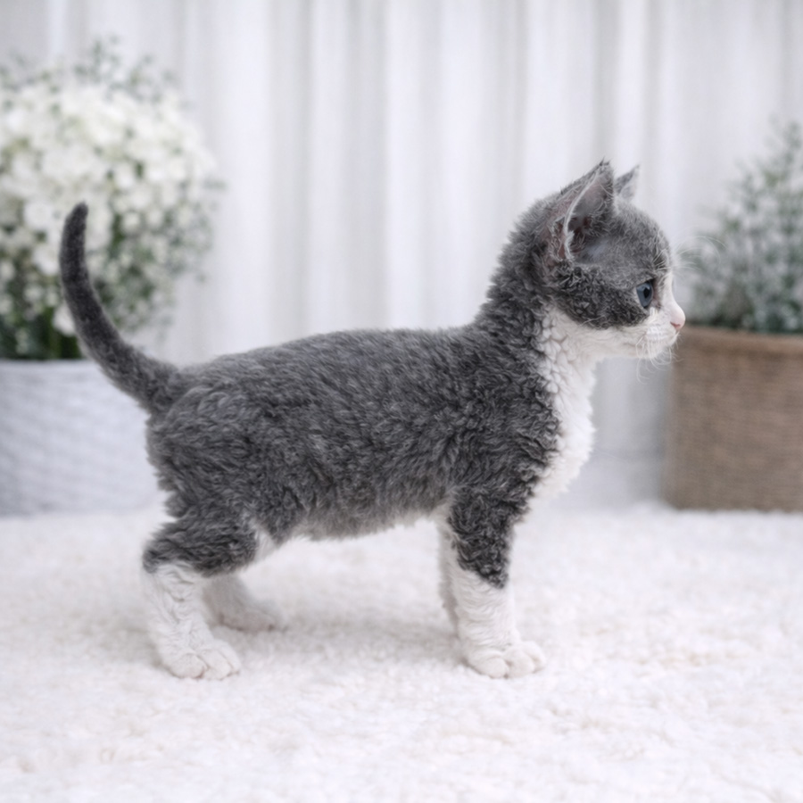 062fda8336daba8fec3d0d94cd0b7e42_1772195872_5871.jpg 062fda8336daba8fec3d0d94cd0b7e42_1772195872_5871.jpg