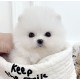 포메라니안/여아