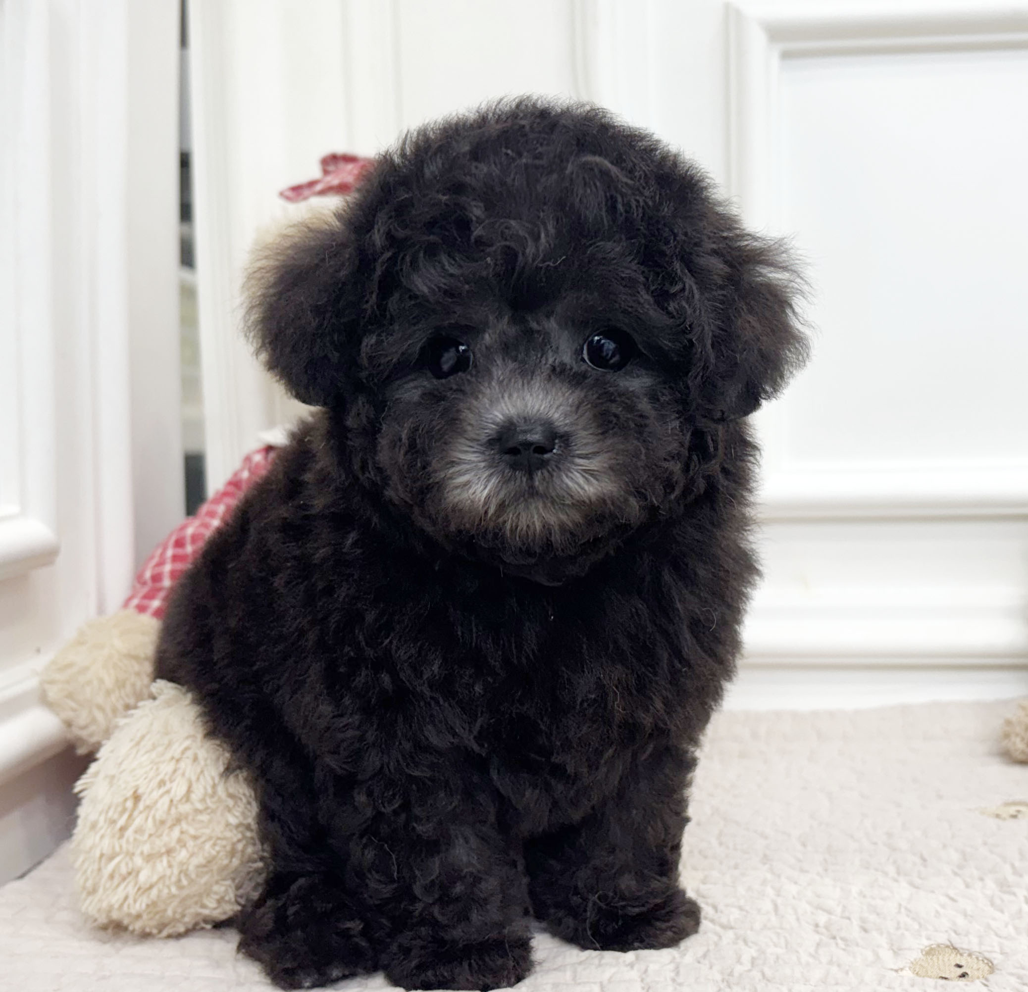 토이실버푸들/남아