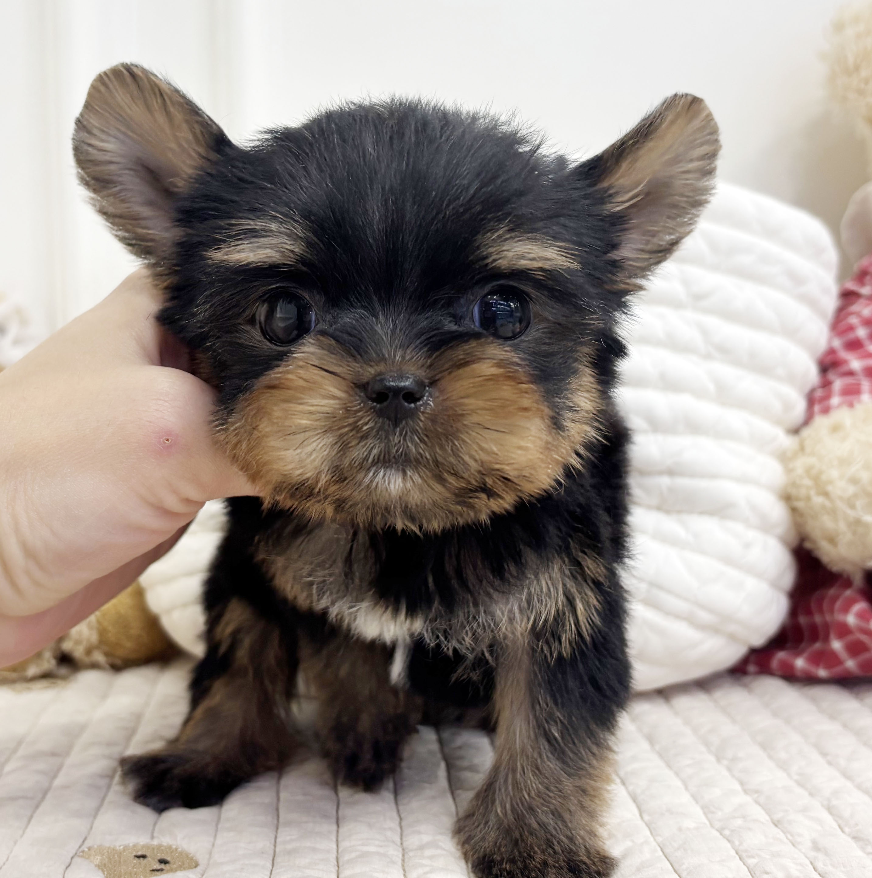 요크셔테리어/여아