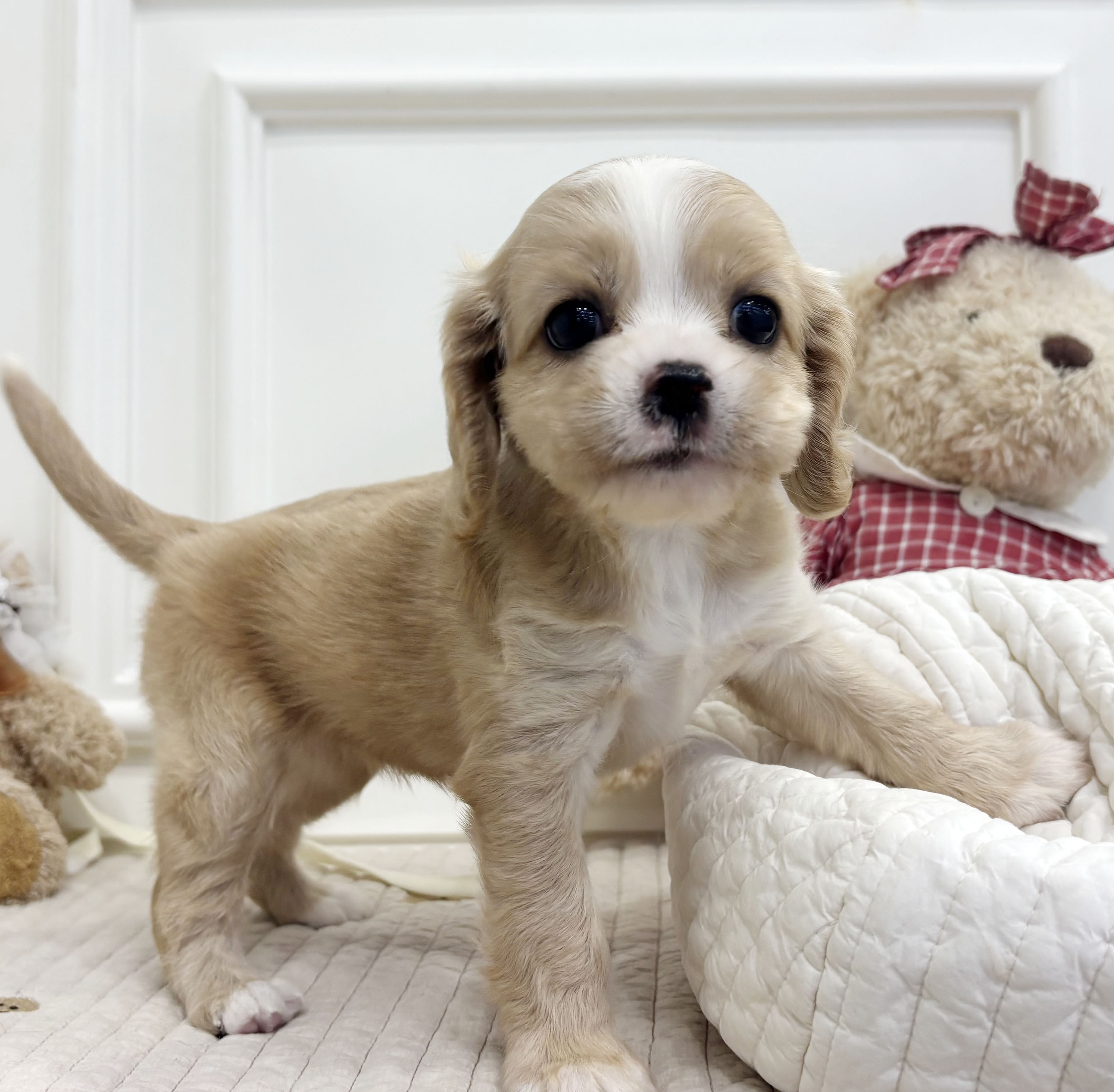 코카 스패니얼/여아