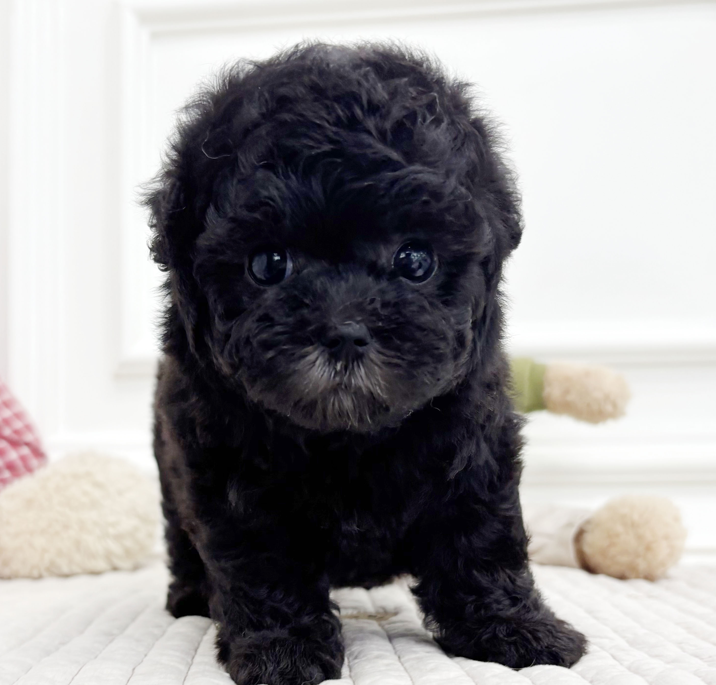 토이실버푸들/여아