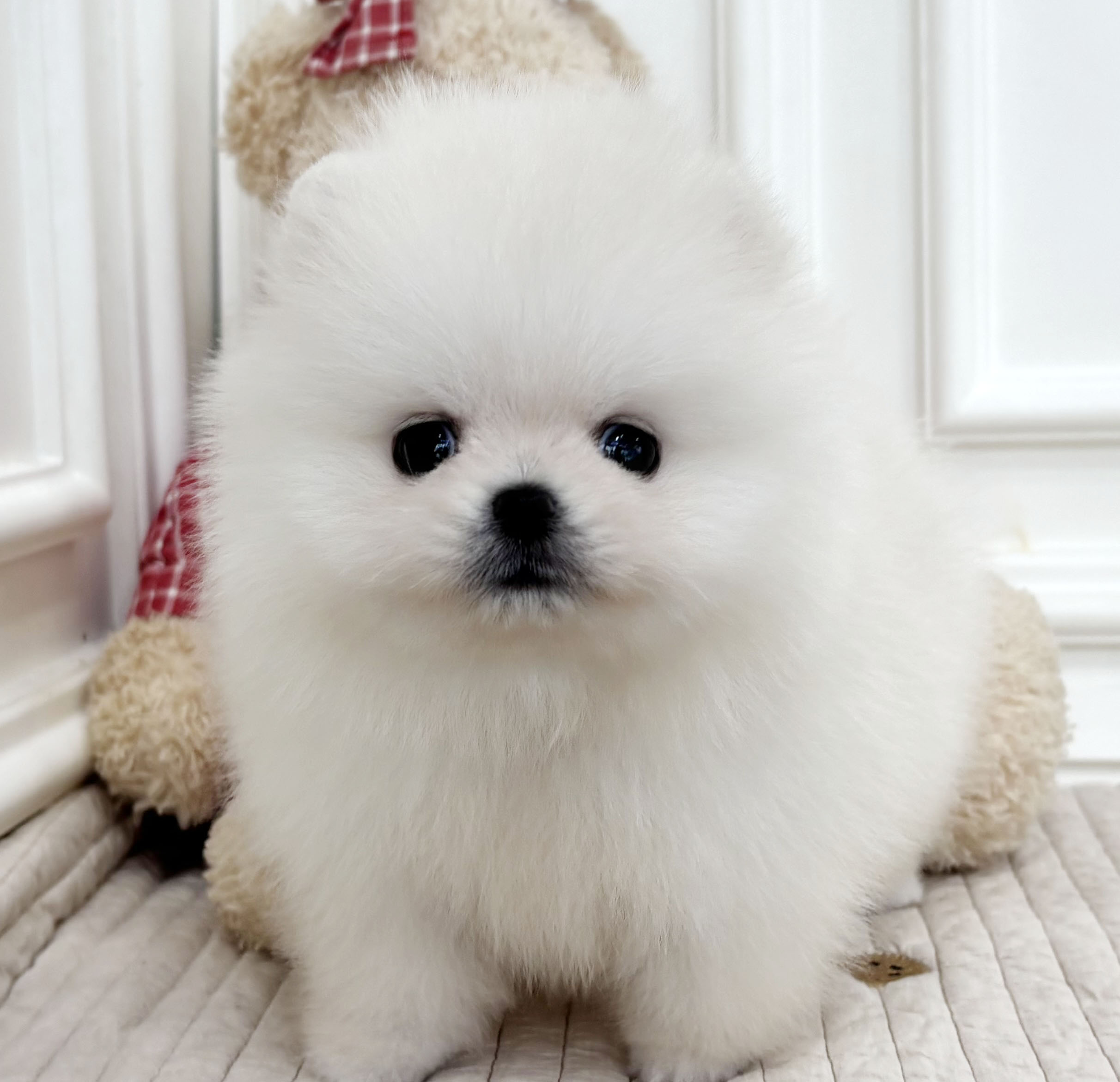 포메라니안/남아