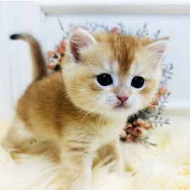 브리티쉬 숏헤어/남아