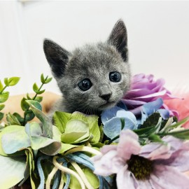 러시안블루/남아