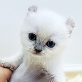 아메리칸컬/여아