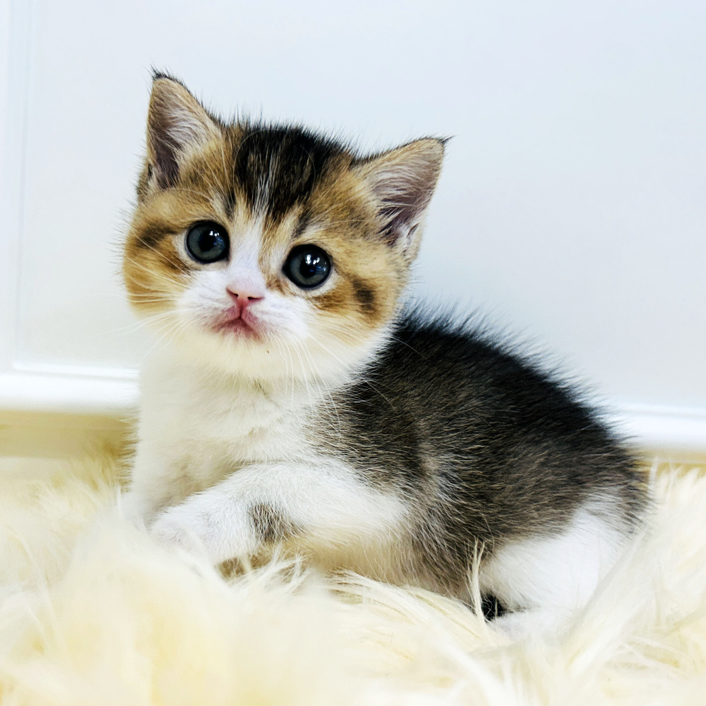 브리티쉬 숏헤어/여아