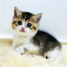 브리티쉬 숏헤어/여아