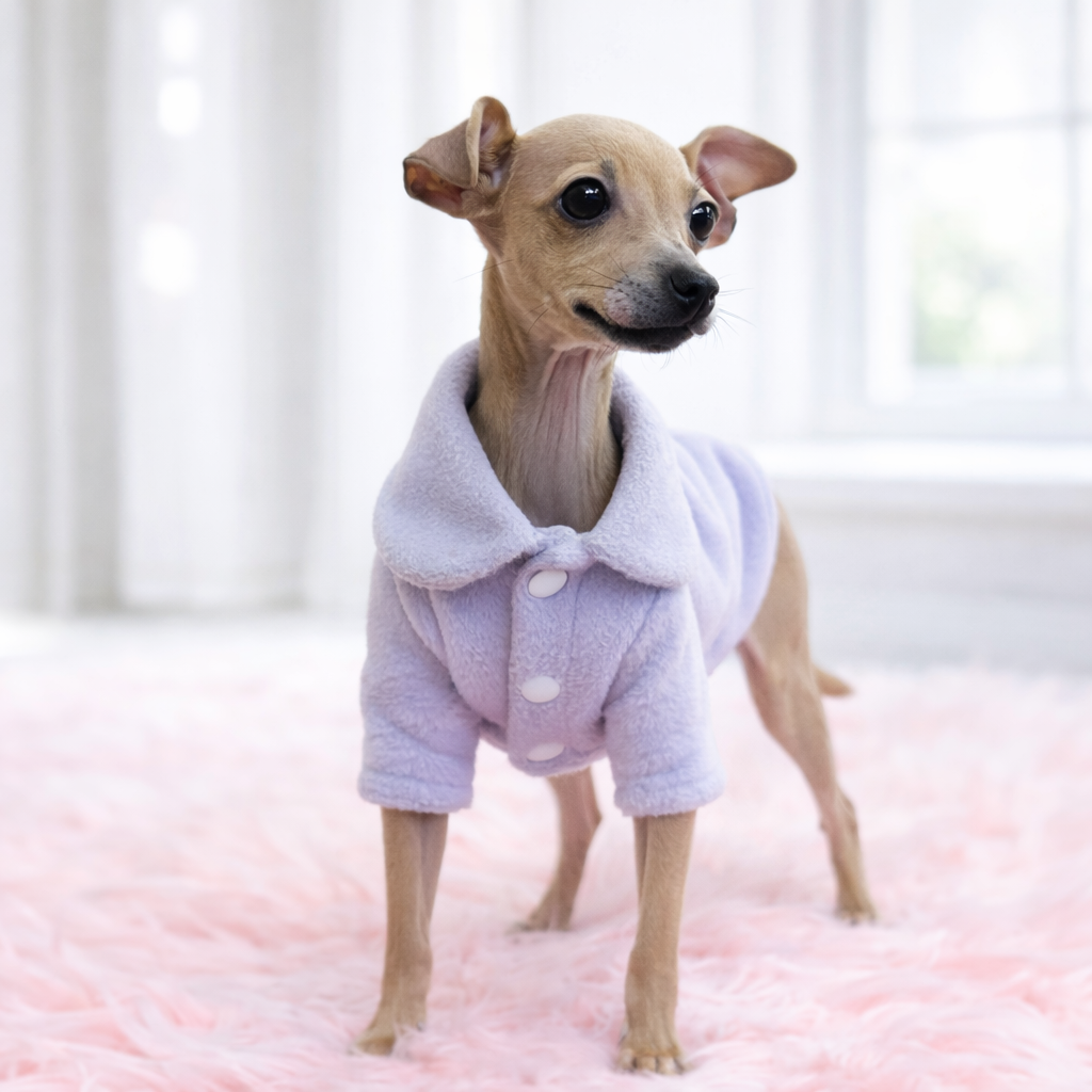 이탈리안그레이하운드/여아