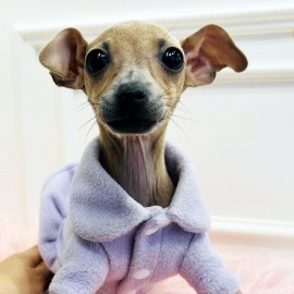 이탈리안그레이하운드/여아