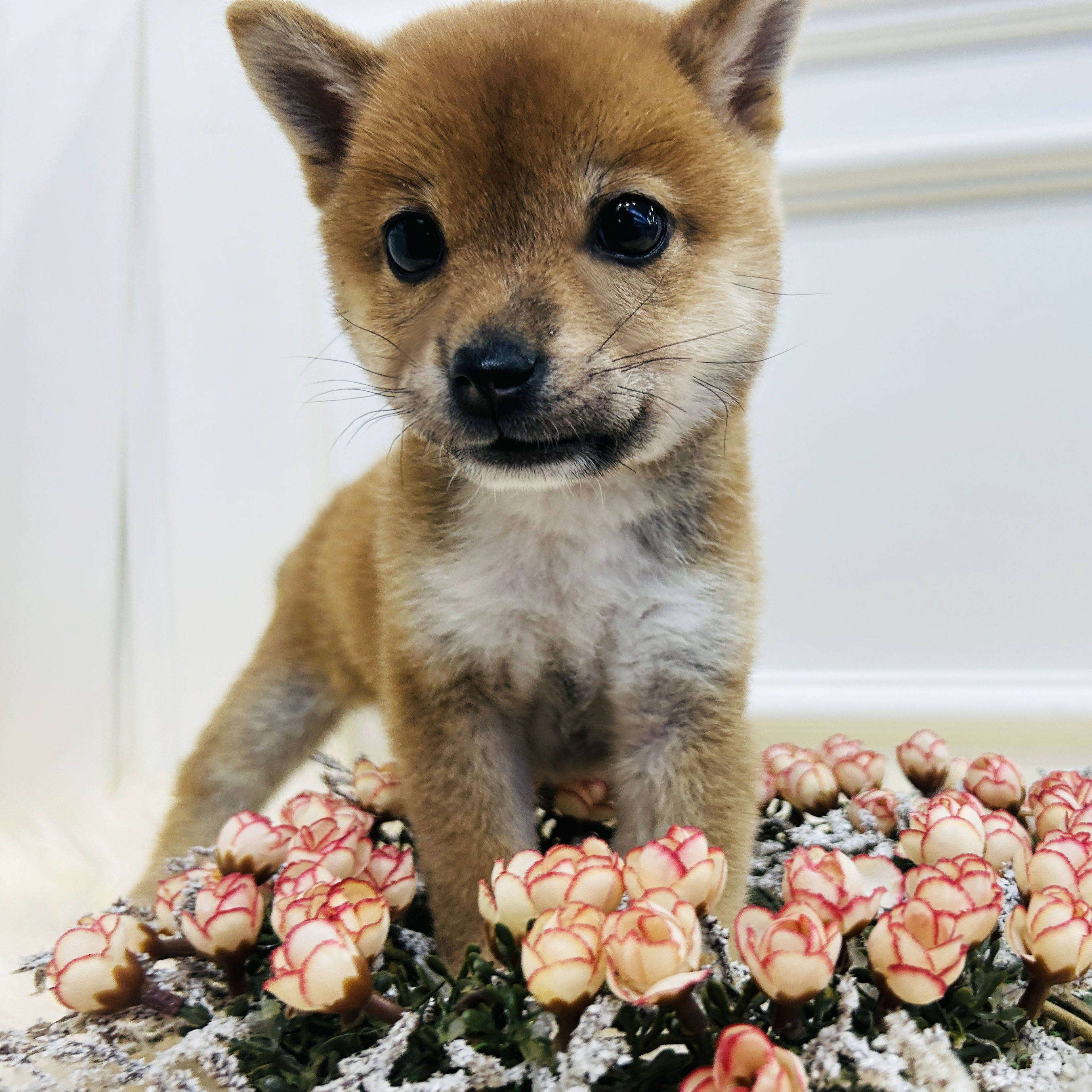 [혈통]마메시바/남아