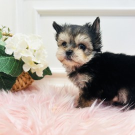 요크셔테리어/남아