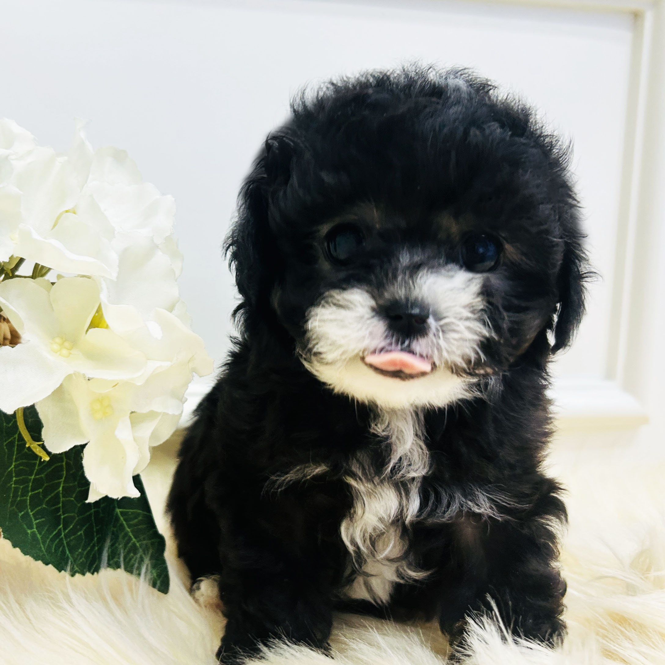 토이실버푸들/남아