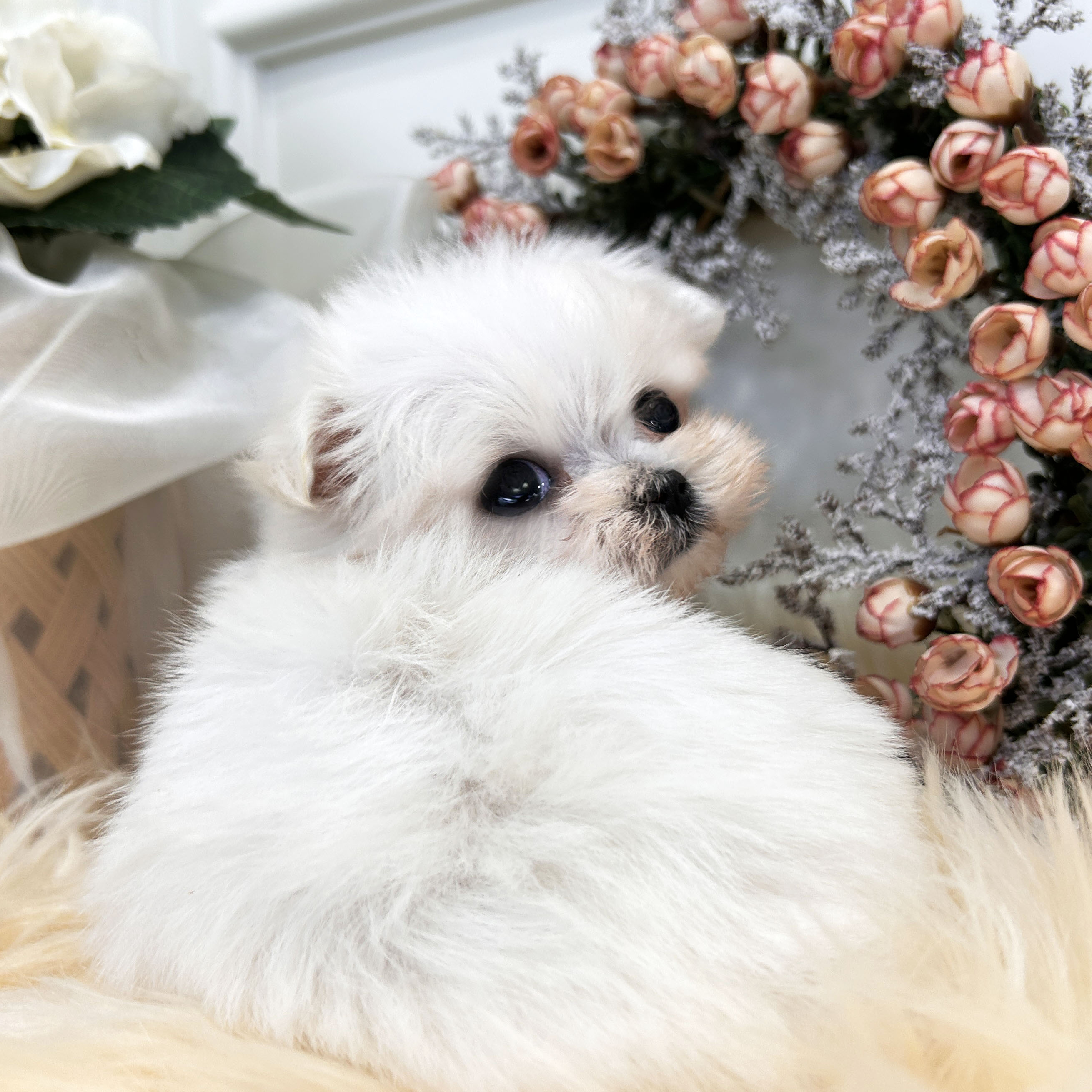 미니 말티즈/남아