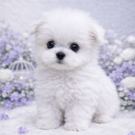 미니 말티즈/남아