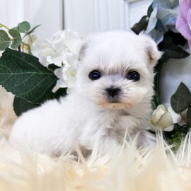 미니 말티즈/여아