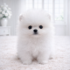 포메라니안/여아