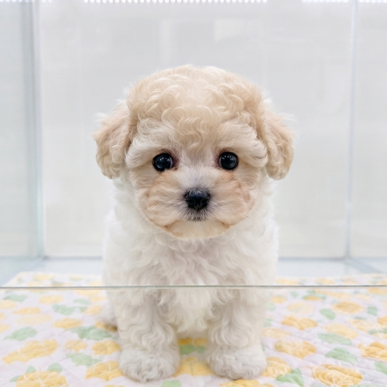 푸숑/여아