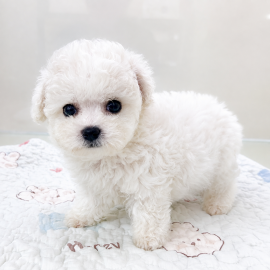 미니비숑/여아
